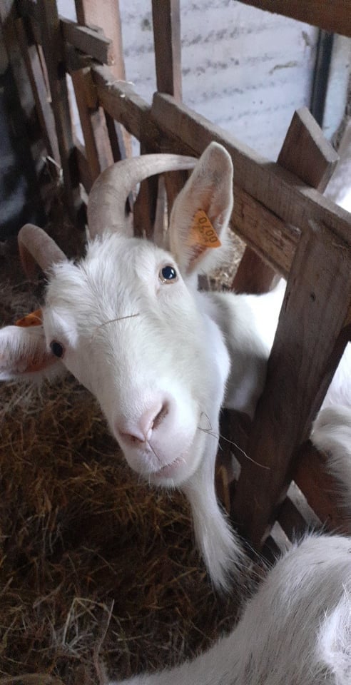 Image de l'événement Vin fromages à la Chèvrerie bio de Pipaix