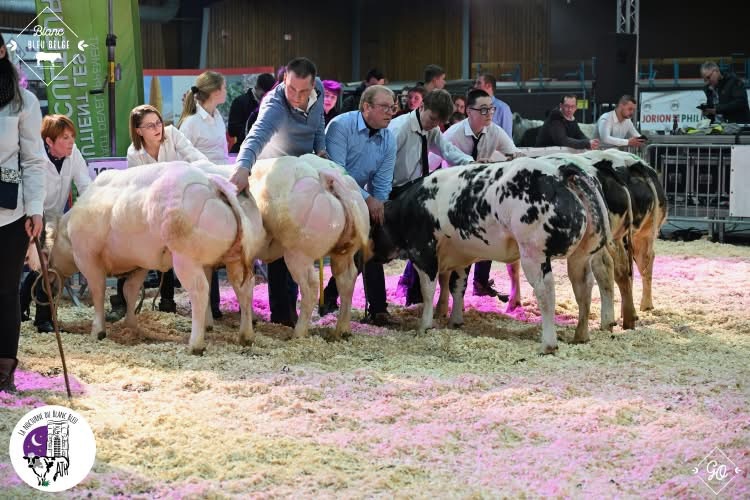 Image de l'événement Nocturne du Blanc Bleu Belge 2026