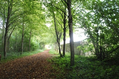 Image de l'événement Balade nature en forêt : sur les pas de la faune et de ses secrets