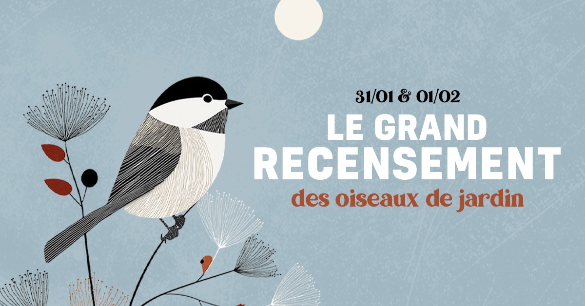 Image de l'événement Le Grand Recensement des oiseaux de jardin 2026